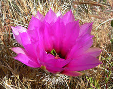 These cacti are light green, and grow from 4 to 12 inches tall, with diameters of 2 to 4 inches. Echinocereus Engelmannii Wikipedia