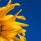 South Carolina Sunflower Festival