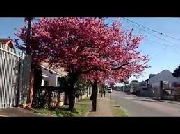 Cerejeiras Do Japao No Bairro Tingui Youtube