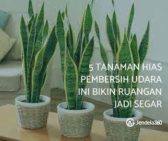 Selain menghadirkan kesan asri, tanaman ini pun dipercaya mampu membersihkan udara. 5 Tanaman Hias Pembersih Udara Ini Bikin Ruangan Jadi Segar