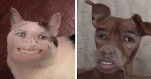See more ideas about funny animal pictures, animal pictures, funny animals. I Can Has Cheezburger Funny Animals Funny Animals Online Cheezburger