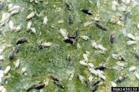 Insect killer sencor sik 50g for weekend houses, cottages, gardens, verandas etc. Armored Scale Insects Control Home Garden Information Center