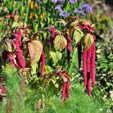 Image result for Lessertia macrostachya