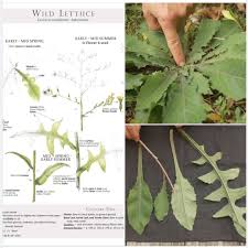 Image result for Lactuca calophylla