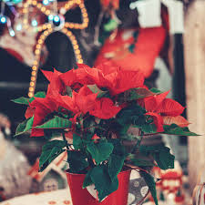 If you can uncover the plant when you leave for work at 7 a.m., you will have to put the plant in the dark by 5 p.m. Poinsettia Plant Care Growing Guide