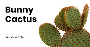 Use these instructions to care for a cactus. Does The Bunny Cactus Hop