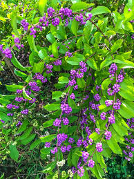 What is that blooming sage shrub or plant that is overflowing with purple flowers in the az desert? 25 Best Fall Flowers To Plant In 2021