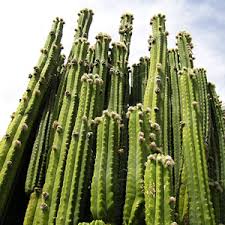 Growing from seeds calls for a lot more time and effort. Trichocereus Pachanoi San Pedro Botanic Art