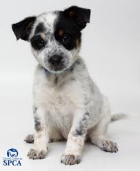 If you selected a specific state, try your search again using a neighboring state or no state at all. Miss Honey Is 2 Month Old Female White And Black Spotted Australian Cattle Dog Blend Central California Spca Fresno Ca