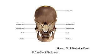 It is comprised of many bones, formed by intramembranous ossification, which are joined together by sutures (fibrous joints). Human Skull Back View Very Detailed And Scientifically Correct Human Skull Back View On White Background Anatomy Image Canstock