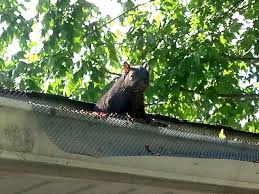 Preventing squirrels from making a home on your property or inside your house is an easier strategy than removing them. 5 Craziest Things Living In Your Gutters Leaffilter