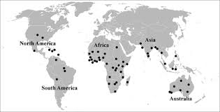 Image result for Corchorus saxatilis