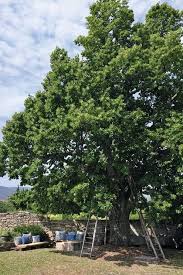 Un Joli Mas De Cocagne Beaux Jardins Jardins Photo Jardin