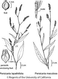 Image result for Persicaria lapathifolia