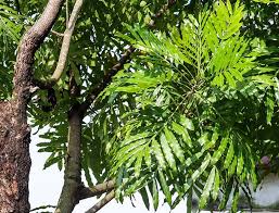 Image result for Filicium decipiens