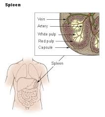 .overall health, how to know if you have an enlarged spleen, and what natural remedies are most effective at helping to keep your spleen healthy and when the spleen is experiencing problems, it becomes enlarged. Ruptured Spleen Physiopedia