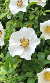 Image result for Rosa laevigata