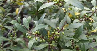 Image result for Gymnosporia arbutifolia