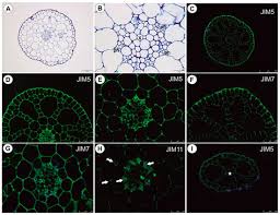 Image result for Utricularia reflexa
