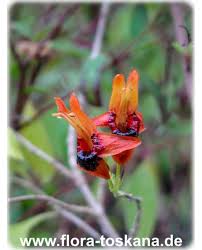 Image result for Ruttya fruticosa