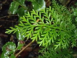 Image result for Asplenium rutifolium
