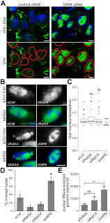 Richard gene the fishing machine svg. Cells Free Full Text Host Vesicle Fusion Protein Vapb Contributes To The Nuclear Egress Stage Of Herpes Simplex Virus Type 1 Hsv 1 Replication Html