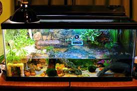 pin on ideas for our turtle habitat
