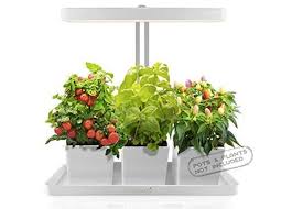 Maybe you would like to learn more about one of these? The 8 Best Indoor Grow Lights To Help Your Plants Survive Winter