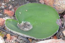Image result for Holothrix villosa