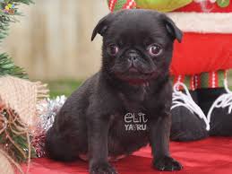 Pug Mops Elityavru Com