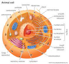 Biology Pictures Animal Cell Diagram Animal Cell Animal Cell Project Animal Cells Model