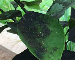 Most australian regions suit this plant. Sooty Mould