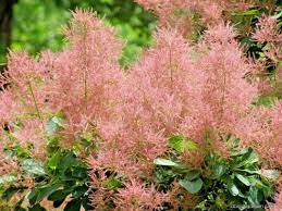Sichtschutz pflanzen fur balkon garten native plants. Pflanzen Als Sichtschutz Fur Die Terrasse Im Kubel Schone Ideen