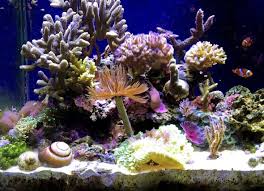 Freshwater Versus Saltwater Aquariums What You Need To Know