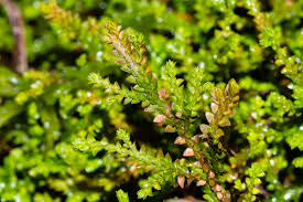 Image result for Selaginella perpusilla