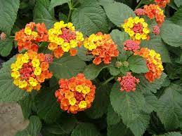 Se vuoi saperne di più fiorellino rossi puoi fare una ricerca su internet, oppure sui vari social network. Lantana Lantana Piante Da Giardino Caratteristiche Lantana Arbusti