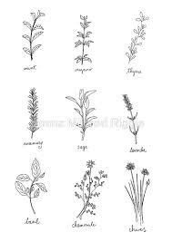 Black And White Sketch Art Prints Black And White Pen Drawings Of Herbs Also Buy This Artwork On Wall Prints Apparel Stickers And More Herb Tattoo Wildflower Tattoo Lavender Tattoo
