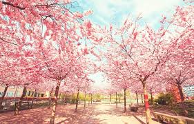 Image of gambar bunga sakura anime pickini. Gambar Background Anime Taman
