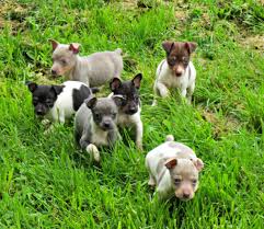 Rat Terrier Puppies Black And Brown Best Rat Terriers Canby Oregon Rat Terrier Puppies Cute Dogs Toy Fox Terriers