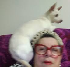 This is my Tracy she's a Chiweenie￼