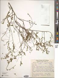 Image result for Seddera