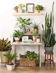 Anyone else rearranging their plants and doing a bit. 5 Ideas Para Decorar Con Plantas Tu Casa 2021
