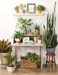 Mónica prialé nos mostrará cómo. 5 Ideas Para Decorar Con Plantas Tu Casa 2021