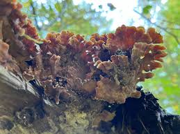 Image result for Craterostigma hirsutum