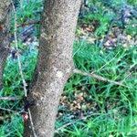 Image result for Searsia gueinzii