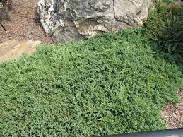 Low Ground Cover Plants Online Plant Guide Juniperus Procumbens Nana Dwarf Japanese Conifer Plants Ground Cover Plants Plants