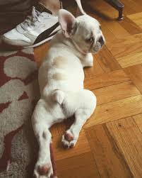 If all that isn't enough, his dog is a viral sensation on instagram. John Edmund Mulaney Petunia Pics