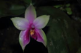 Image result for Solenangis conica