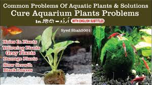 Common Problems Of Aquatic Plant Deficiencies Yellow Damage Leaves Planted Aquarium Aquatic Plants Plant Deficiencies