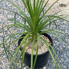 Image result for Beaucarnea recurvata